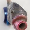 Bouteille / carafe italienne - Céramique en forme de poisson – Image 4